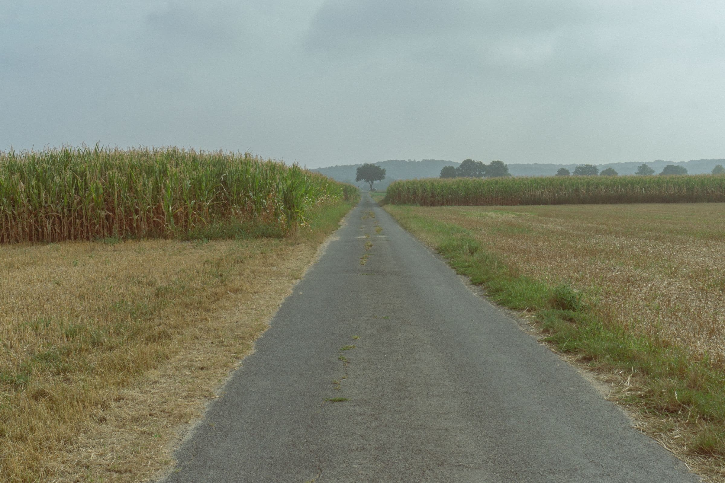Towing Morton IL: narrow paved road between corn fields under a grey sky, the kind of road our trucks cover around Morton